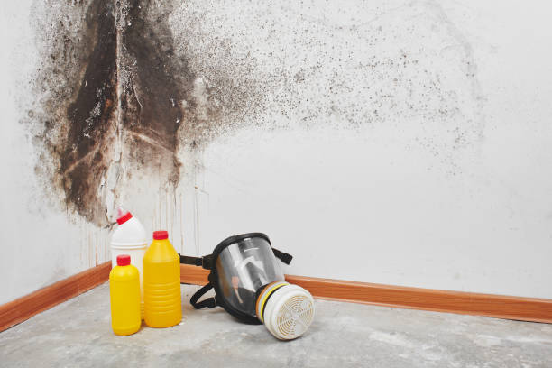 Mold Removal and Inspection in Howard, WI