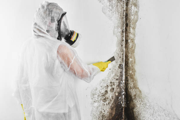 Best Emergency Mold Removal  in Howard, WI