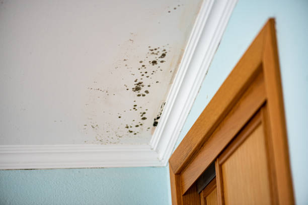 Best Same-Day Mold Removal  in Howard, WI