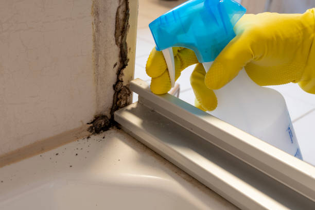 Best Mold Damage Repair  in Howard, WI