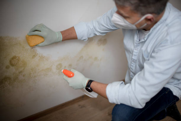 Best Mold Cleaning Services  in Howard, WI