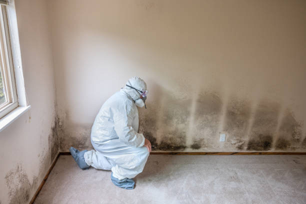 Best Certified Mold Removal  in Howard, WI