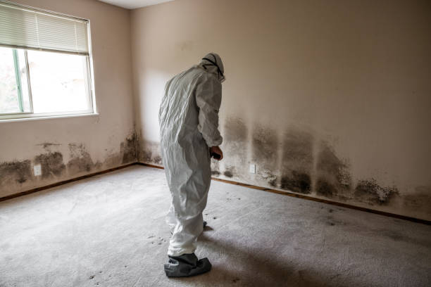 Best Commercial Mold Removal  in Howard, WI