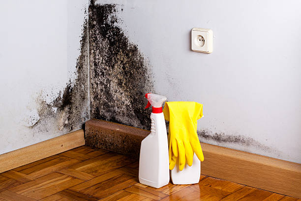 Best Affordable Mold Removal  in Howard, WI