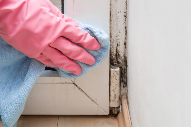 Best Mold Removal and Inspection  in Howard, WI