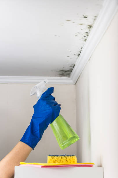 Best Mold Remediation  in Howard, WI