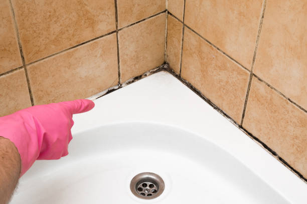 Best Home Mold Removal  in Howard, WI